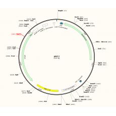 pkd13质粒