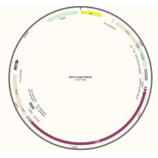 Puro-Cas9 donor质粒