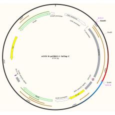 nCOV-N-pcDNA3.1-3xFlag-C