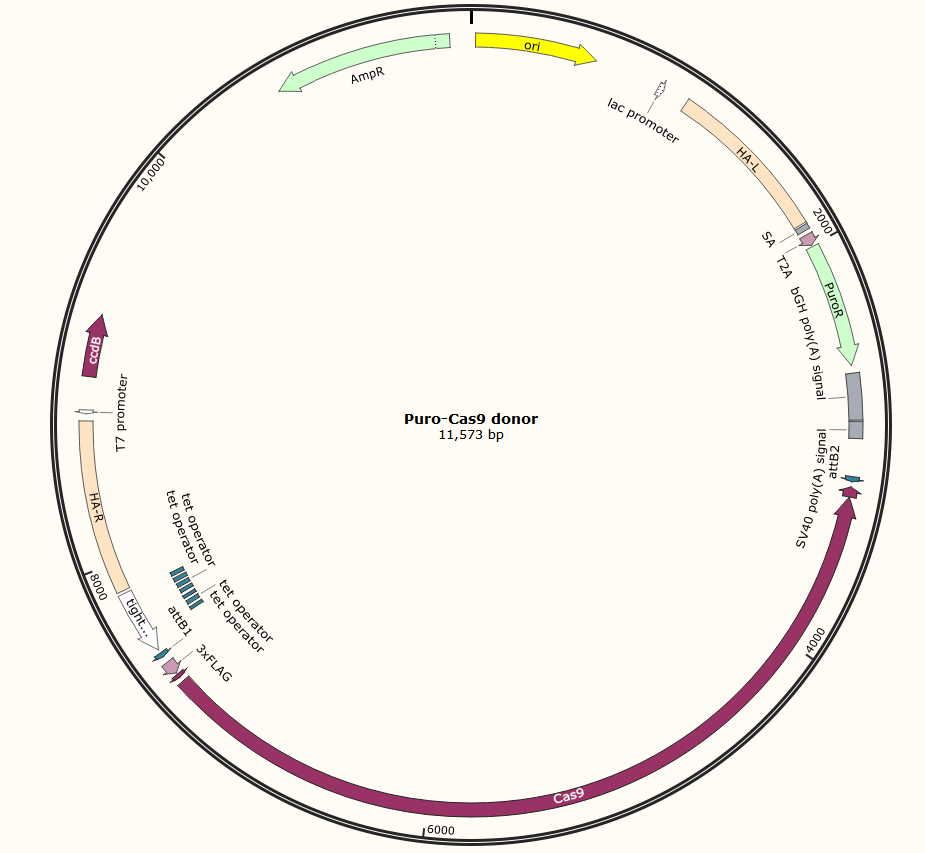 Puro-Cas9 donor质粒