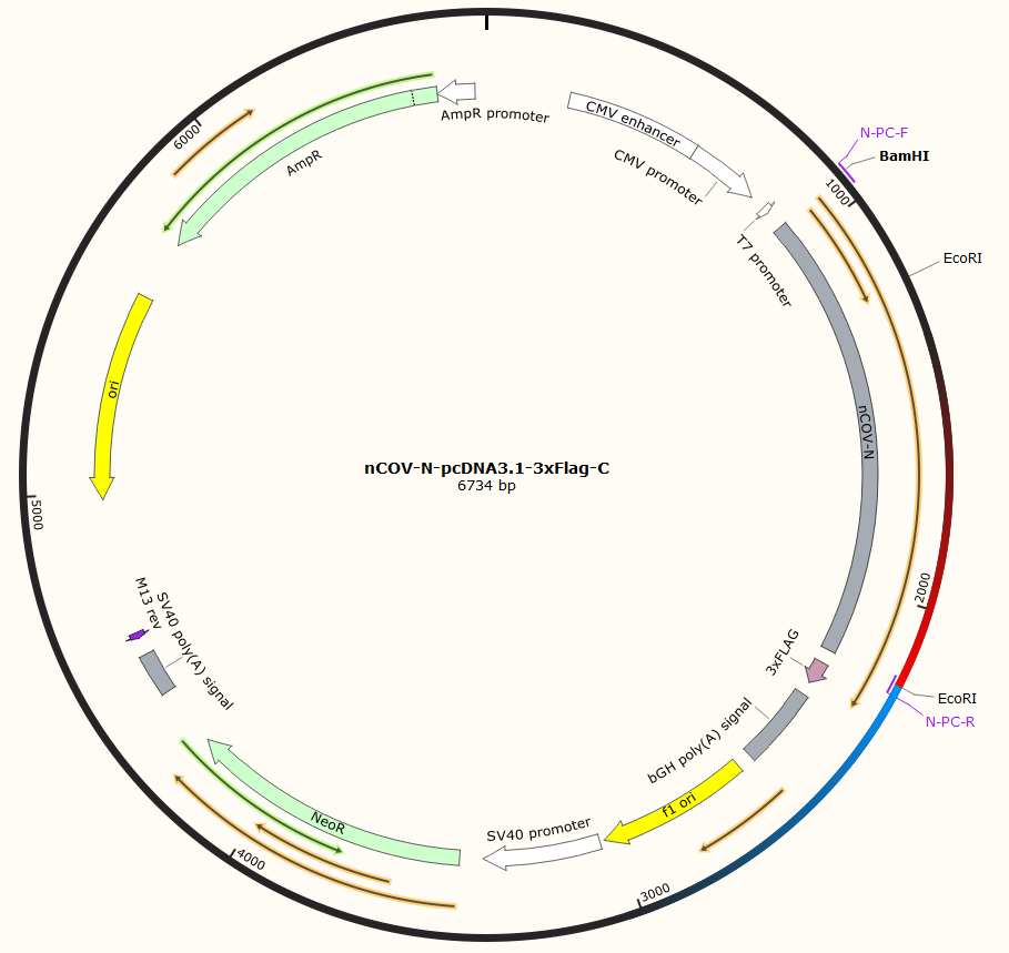 nCOV-N-pcDNA3.1-3xFlag-C