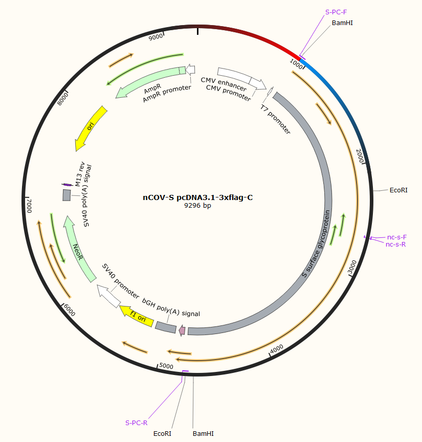 nCOV-S pcDNA3.1-3xflag-C