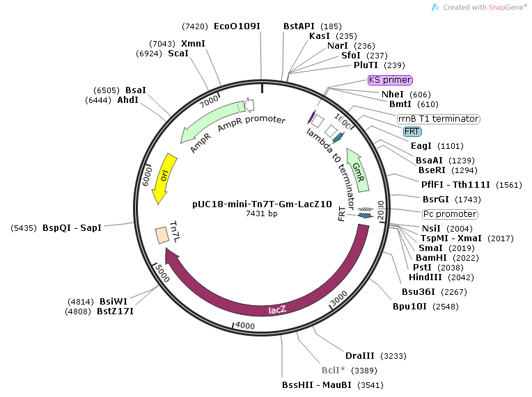 pUC18-mini-Tn7T-Gm-lacZ