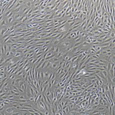 人原代肺动脉内皮细胞