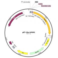 pMK231 (AAVS1 CMV-MCS-PURO)