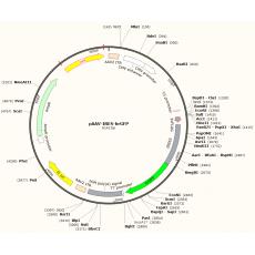 pAAV-IRES-hrGFP