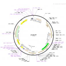 pLV-ER GFP