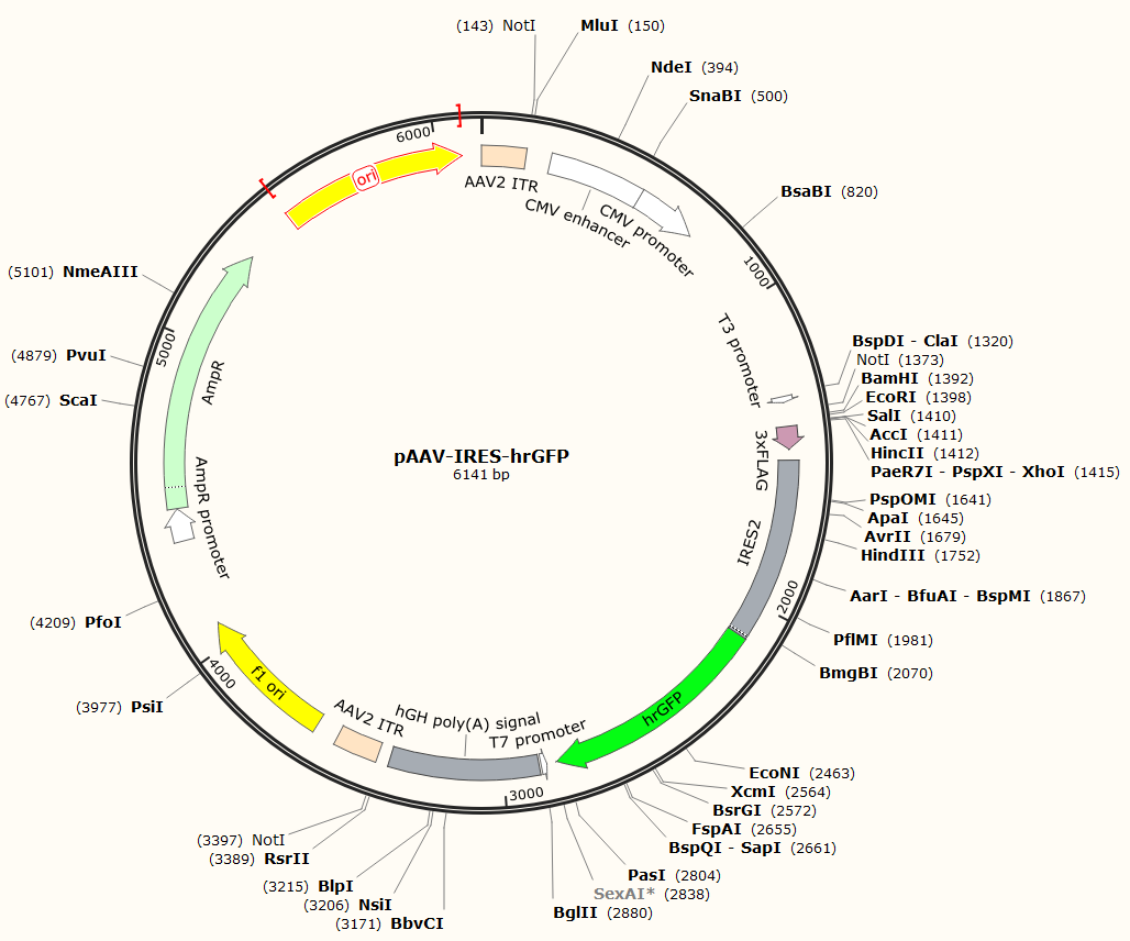 pAAV-IRES-hrGFP