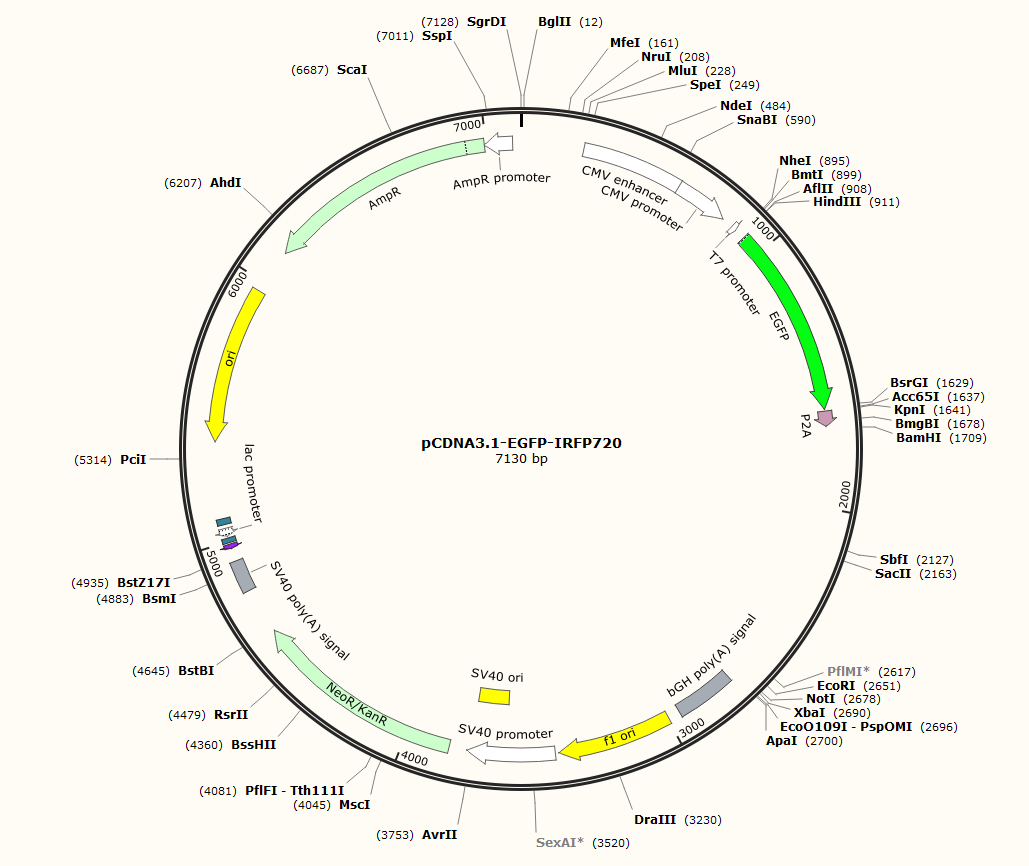 pCDNA3.1-EGFP-IRFP720
