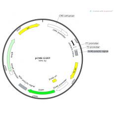 pCMS-EGFP