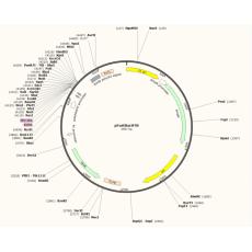 pFastBacHTB质粒