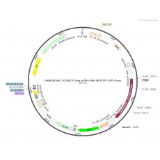 人FAM81B[NM_152548.2] -5' Flag  in pCDH-CMV-MCS-EF1-GFP+Puro