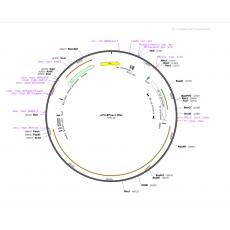 pT3-EF1a-c-Met质粒