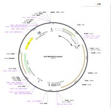 pT3-N90-beta-catenin质粒