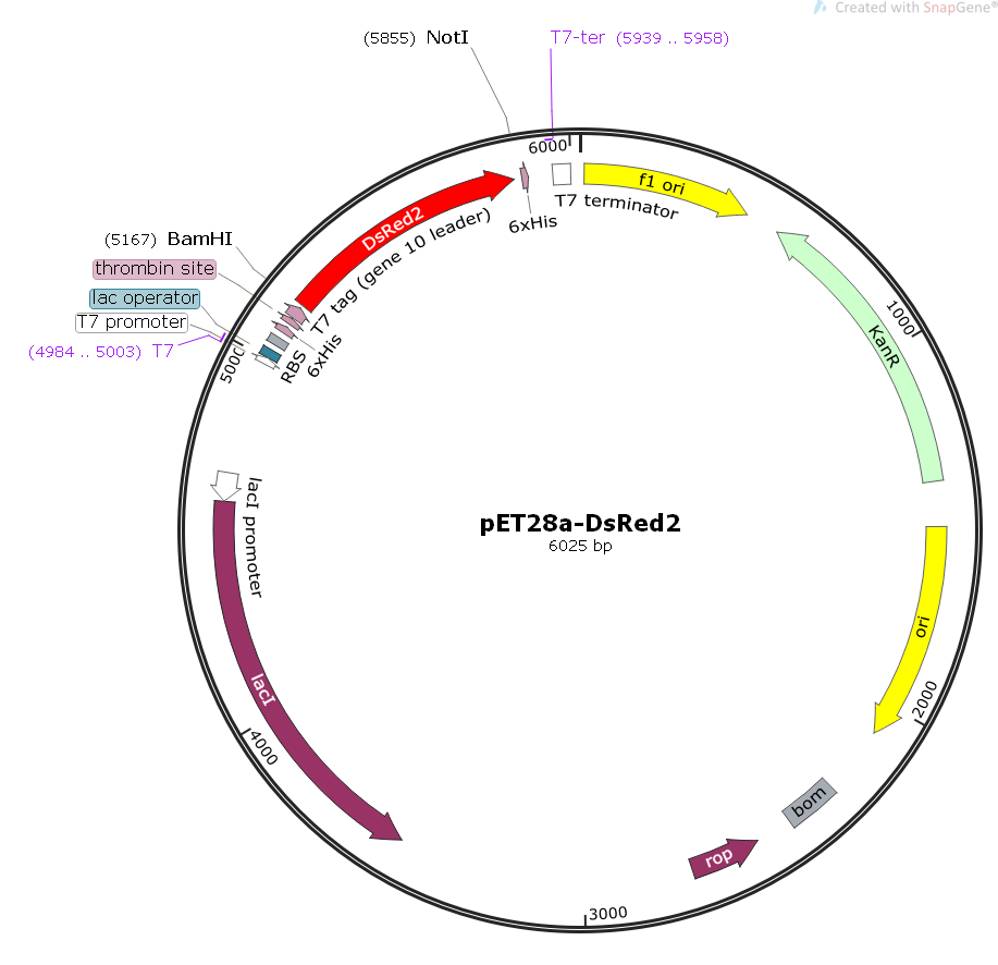 pET28a-DsRed2