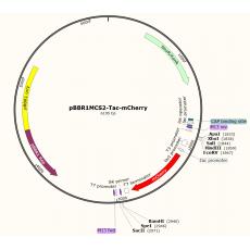 pBBR1MCS2-Tac-mcherry