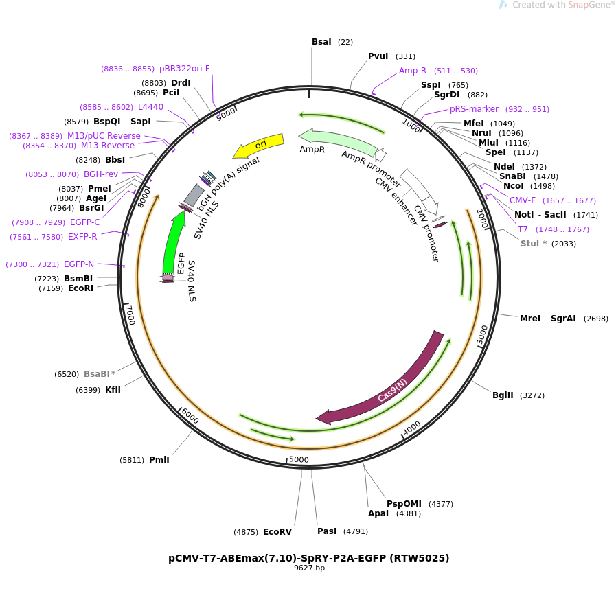  pCMV-T7-ABEmax(7.10)-SpRY-P2A-EGFP (RTW5025)