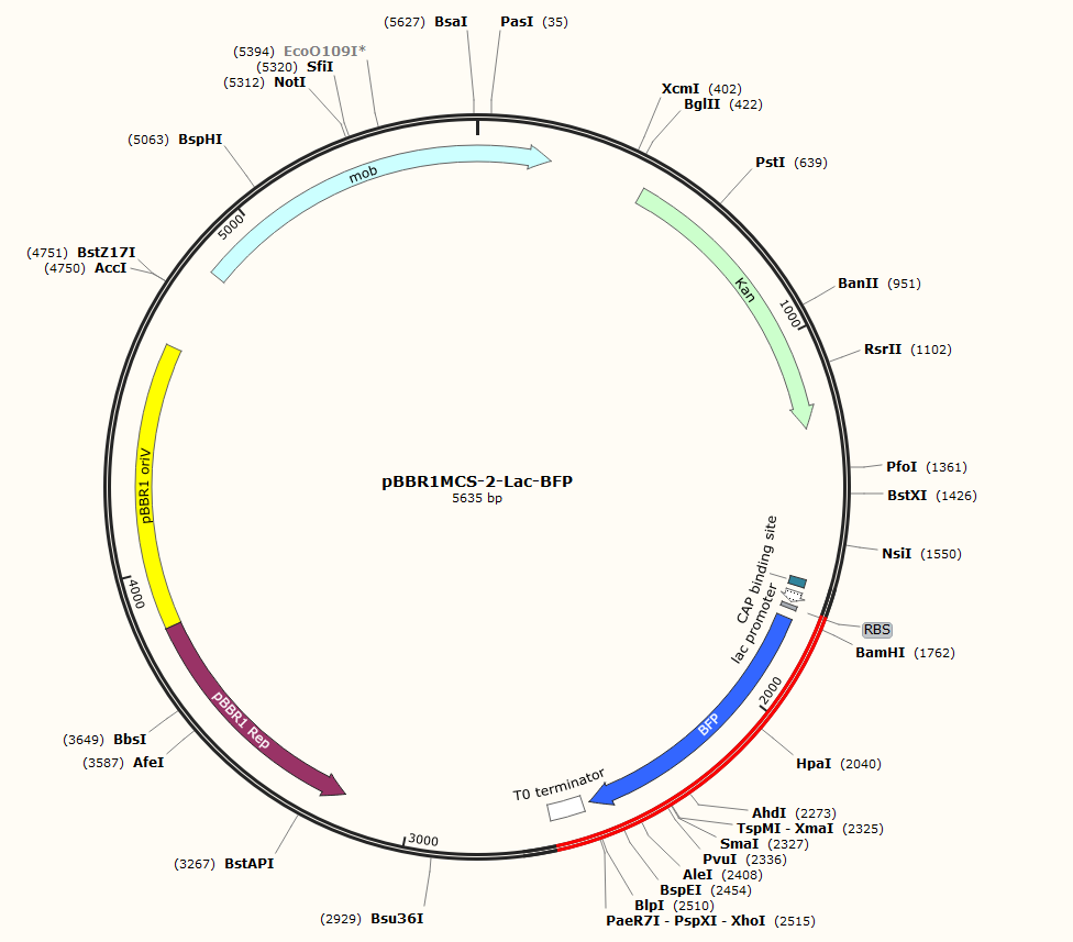 pBBR1MCS2-Lac-BFP