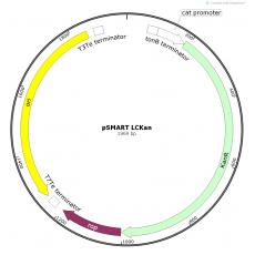 pSMART LCKan