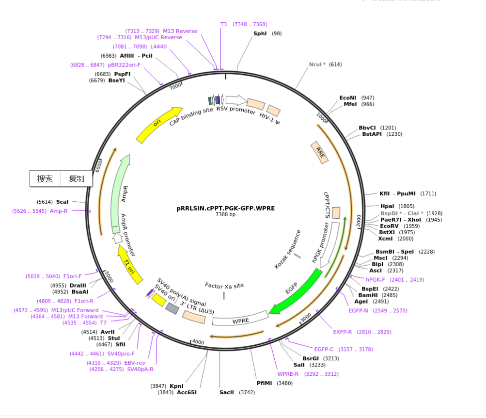  pRRLSIN.cPPT.PGK-GFP.WPRE 