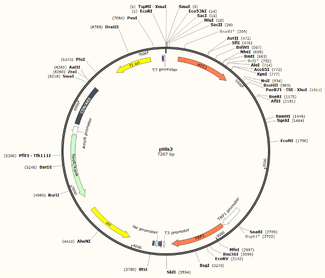  pHis2质粒 