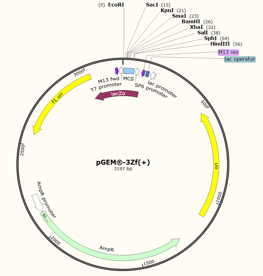  pGEM-3Zf(+)质粒