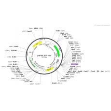 pGPU6 GFP Neo