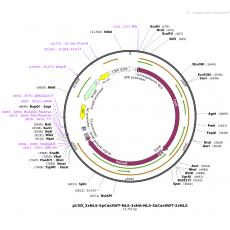 pCSD_2xNLS-SpCas9WT-NLS-3xHA-NLS-SaCas9WT-2xNLS