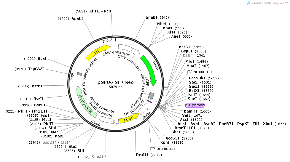 pGPU6 GFP Neo