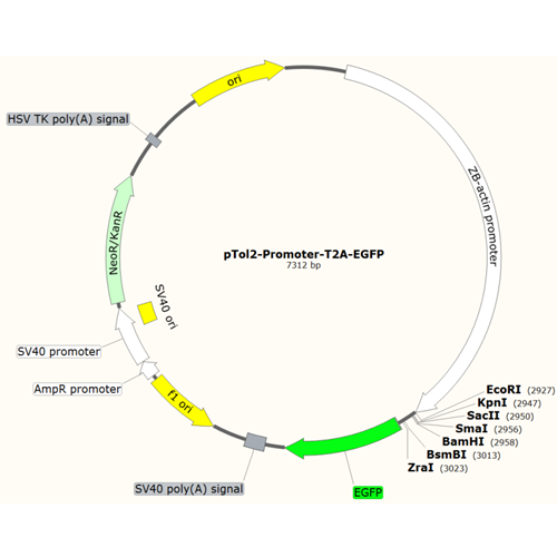 pTol2-Promoter-T2A-EGFP质粒