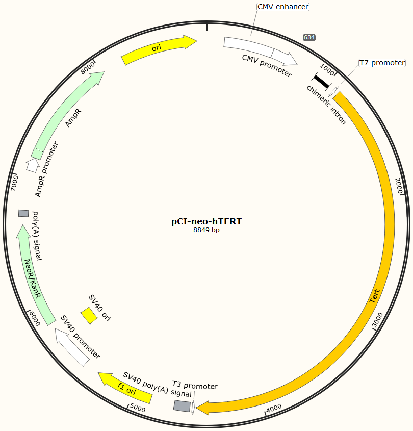 pCI-neo-hTERT 