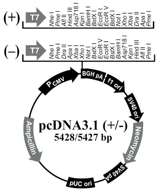 【热销】pcDNA3.1(-);质粒载体购买