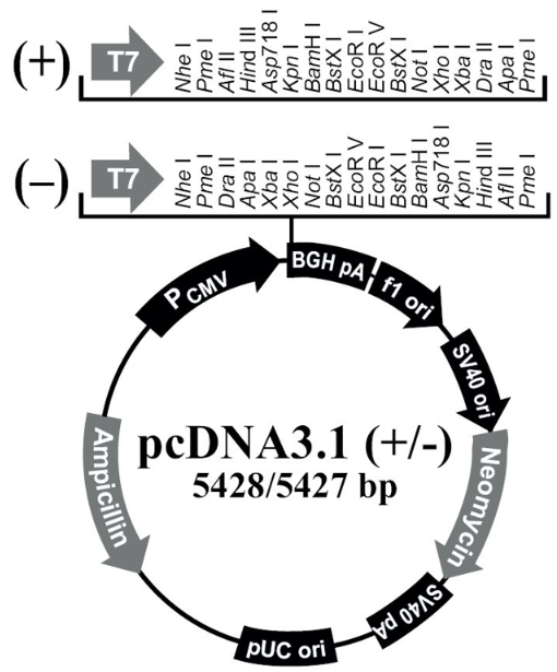 【热销】pcDNA3.1(-)