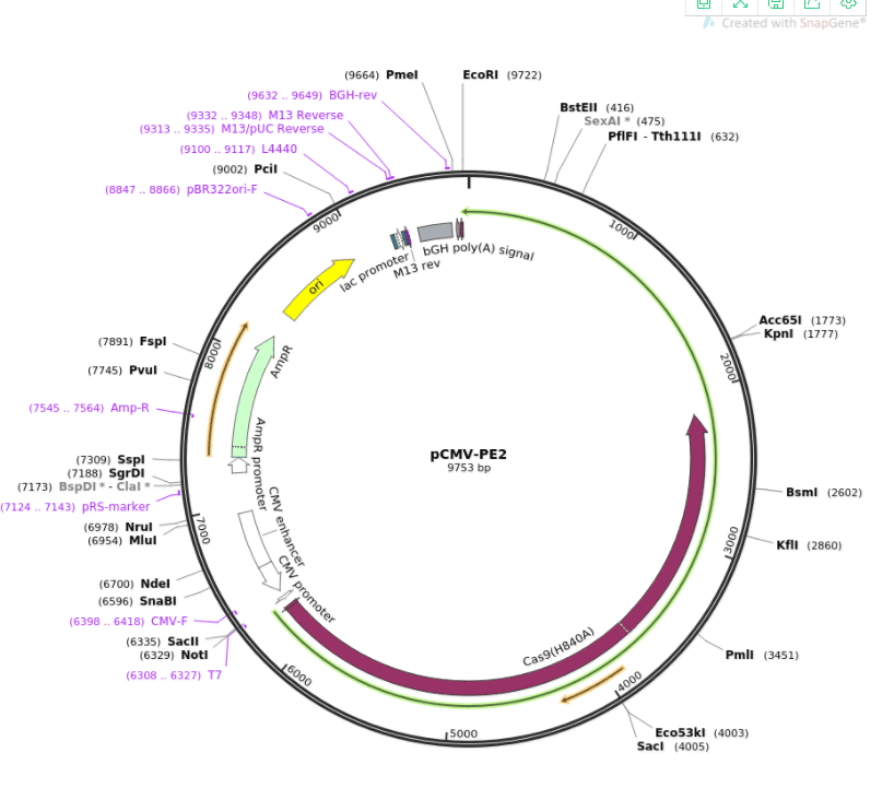 pCMV-PE2