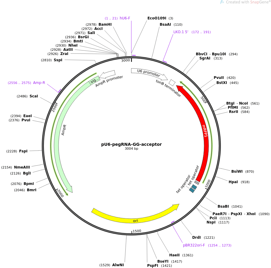 pU6-pegRNA-GG-acceptor