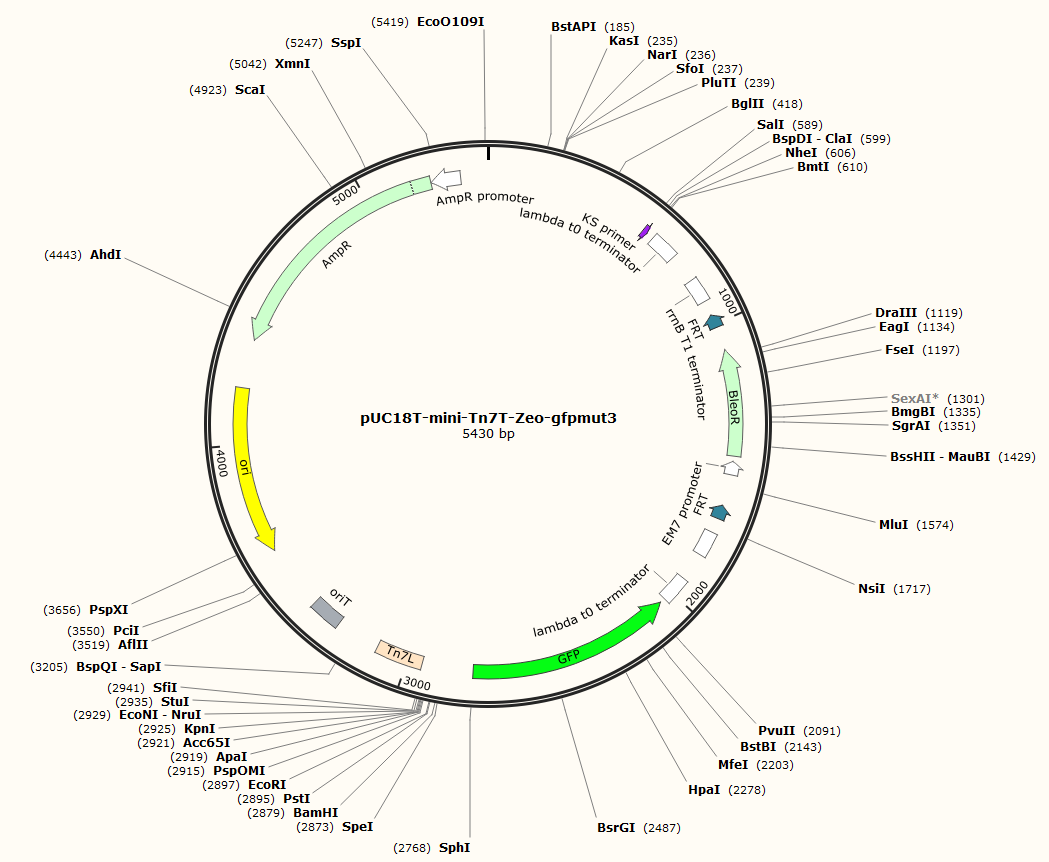 pUC18T-mini-Tn7T-Zeo-gfpmut3