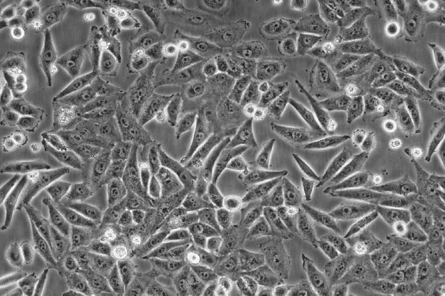 8505C细胞;人甲状腺未分化癌细胞系