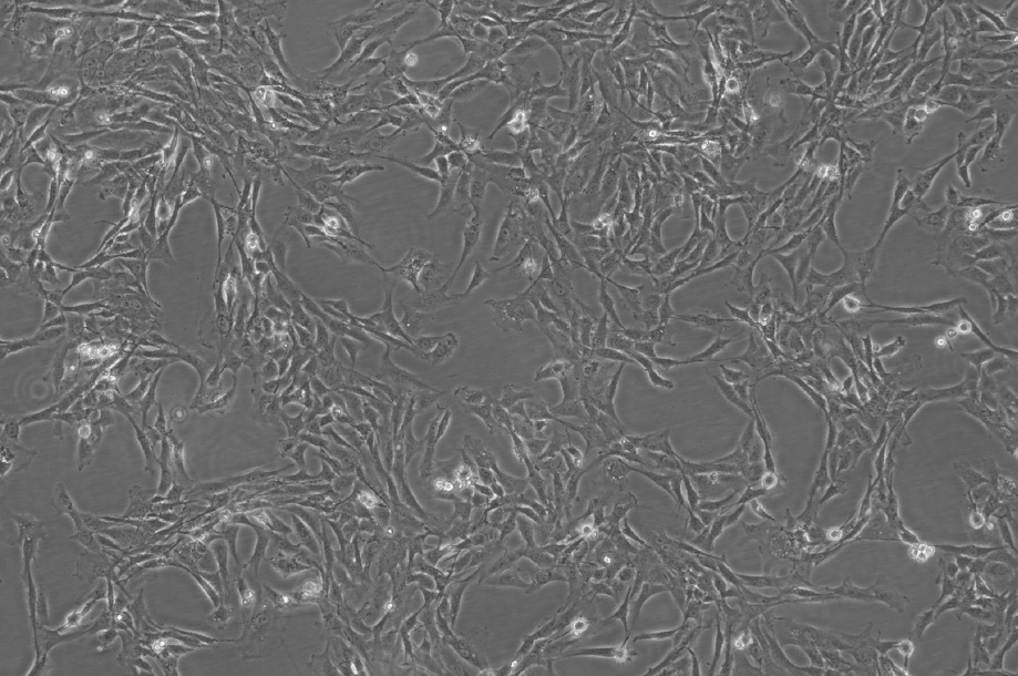 IMCD3细胞;小鼠肾脏内髓集合管3上皮细胞