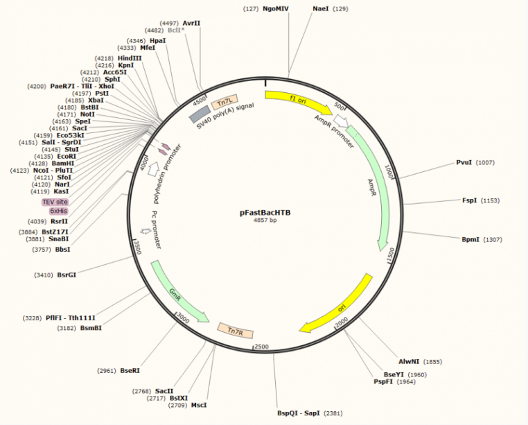 pFastBacHTB质粒