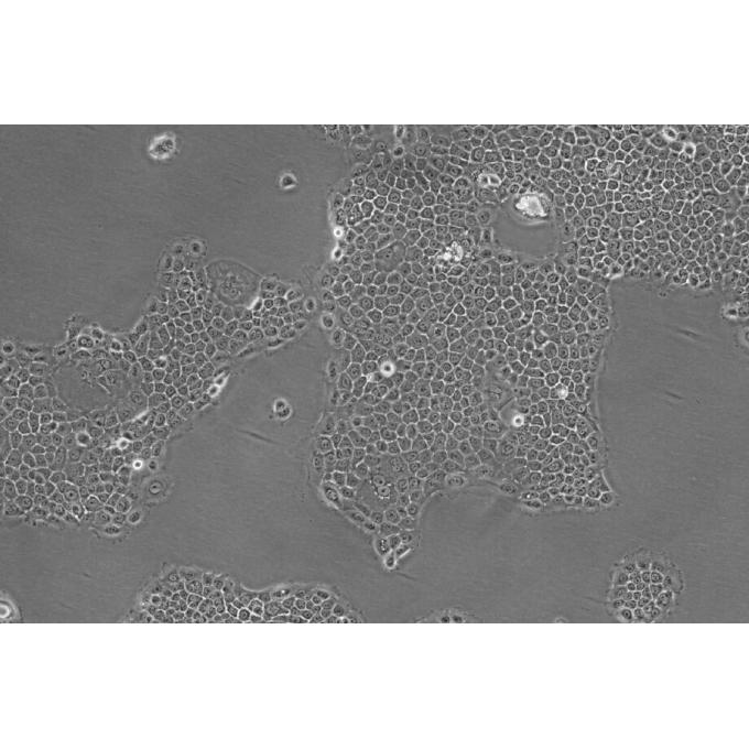 BxPC-3细胞;人原位胰腺癌细胞