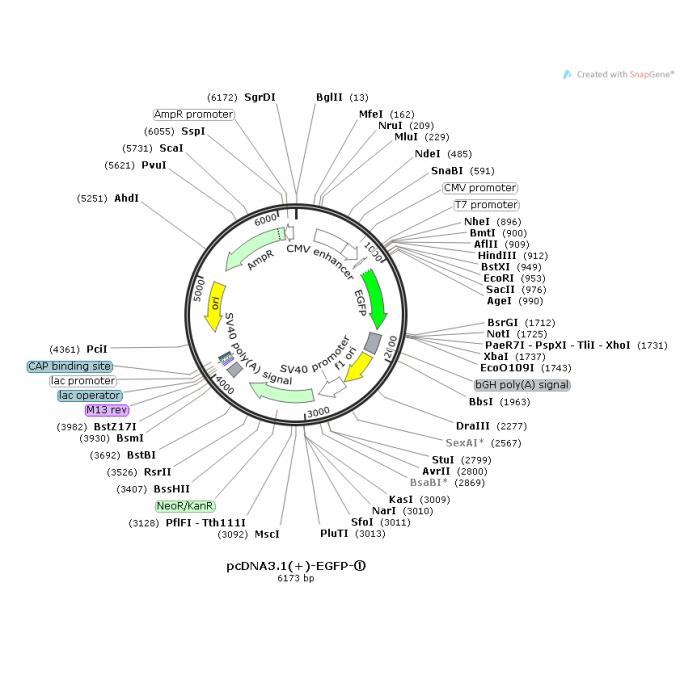 pCDNA3.1-EGFP①