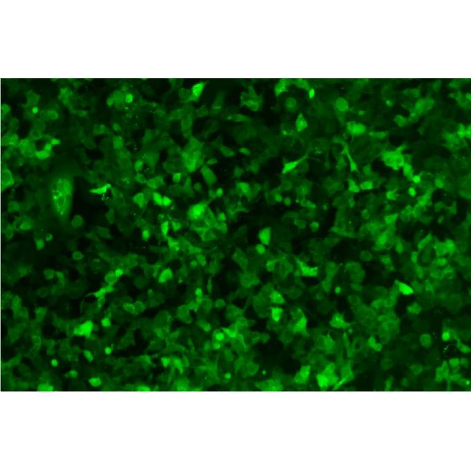 HT1080-人FAP(NM_004460）人成纤维肉瘤细胞FAP过表达稳转株