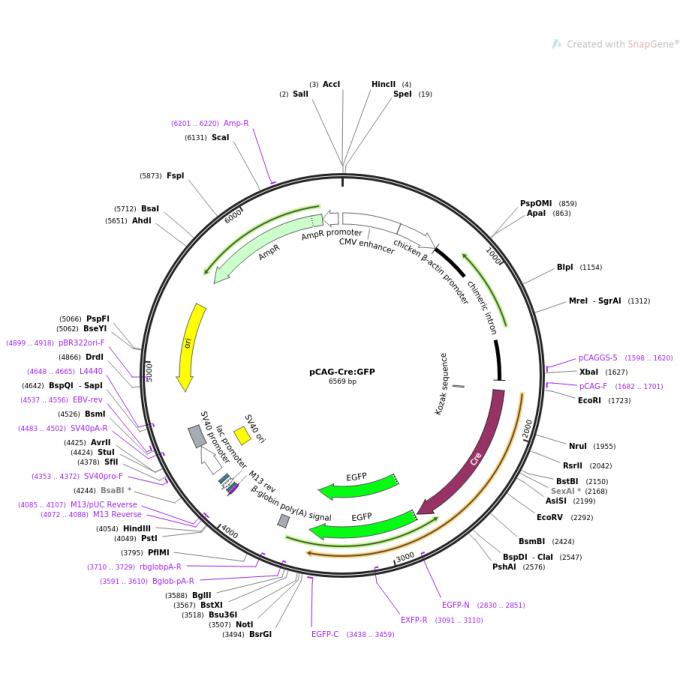 pCAG-Cre:GFP