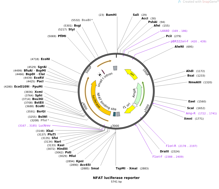 NFAT luciferase reporter