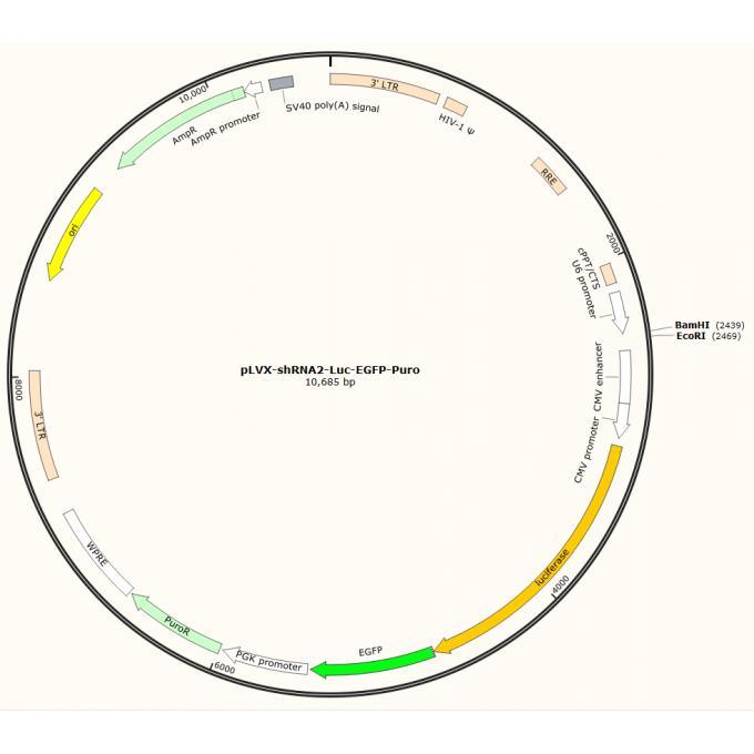 pLVX-shRNA2-Luc-EGFP-Puro