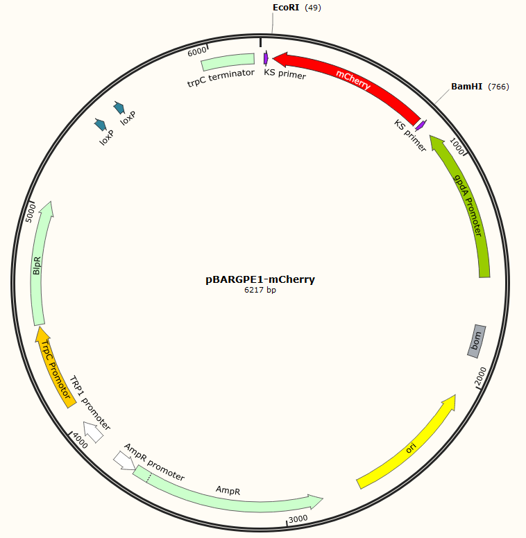 pBARGPE1-mCherry