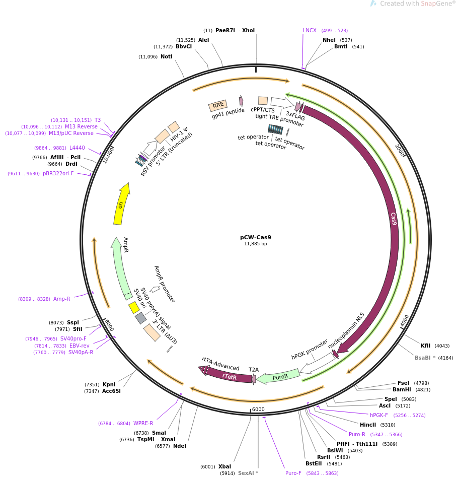 pCW-Cas9