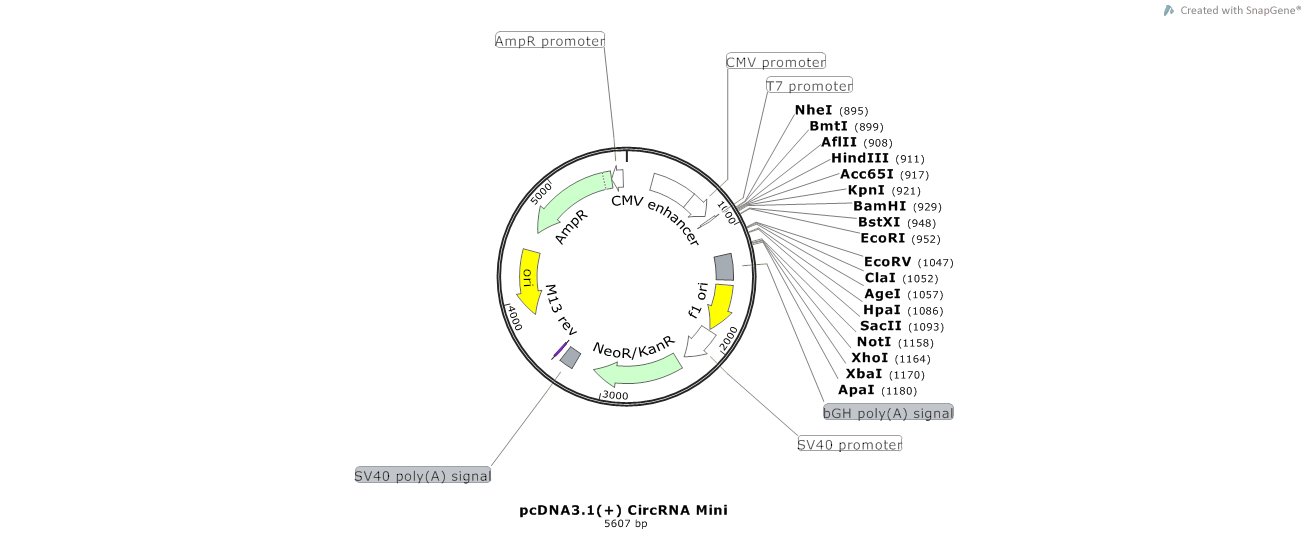 pCDNA3.1(+) CircRNA Mini Vector