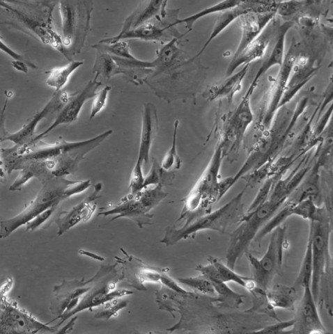 IMR-90细胞;人胚肺成纤维细胞