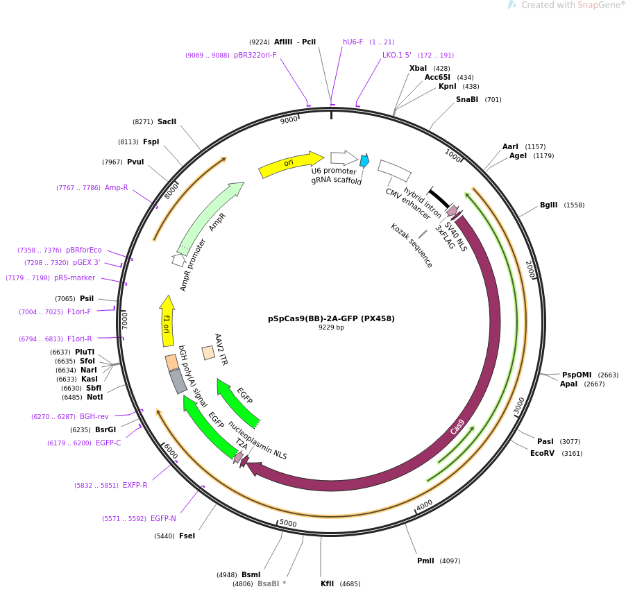 pSpCas9(BB)-2A-GFP (PX458)